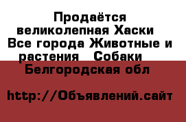 Продаётся великолепная Хаски - Все города Животные и растения » Собаки   . Белгородская обл.